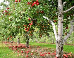 PHA to plant maximum fruit trees in city