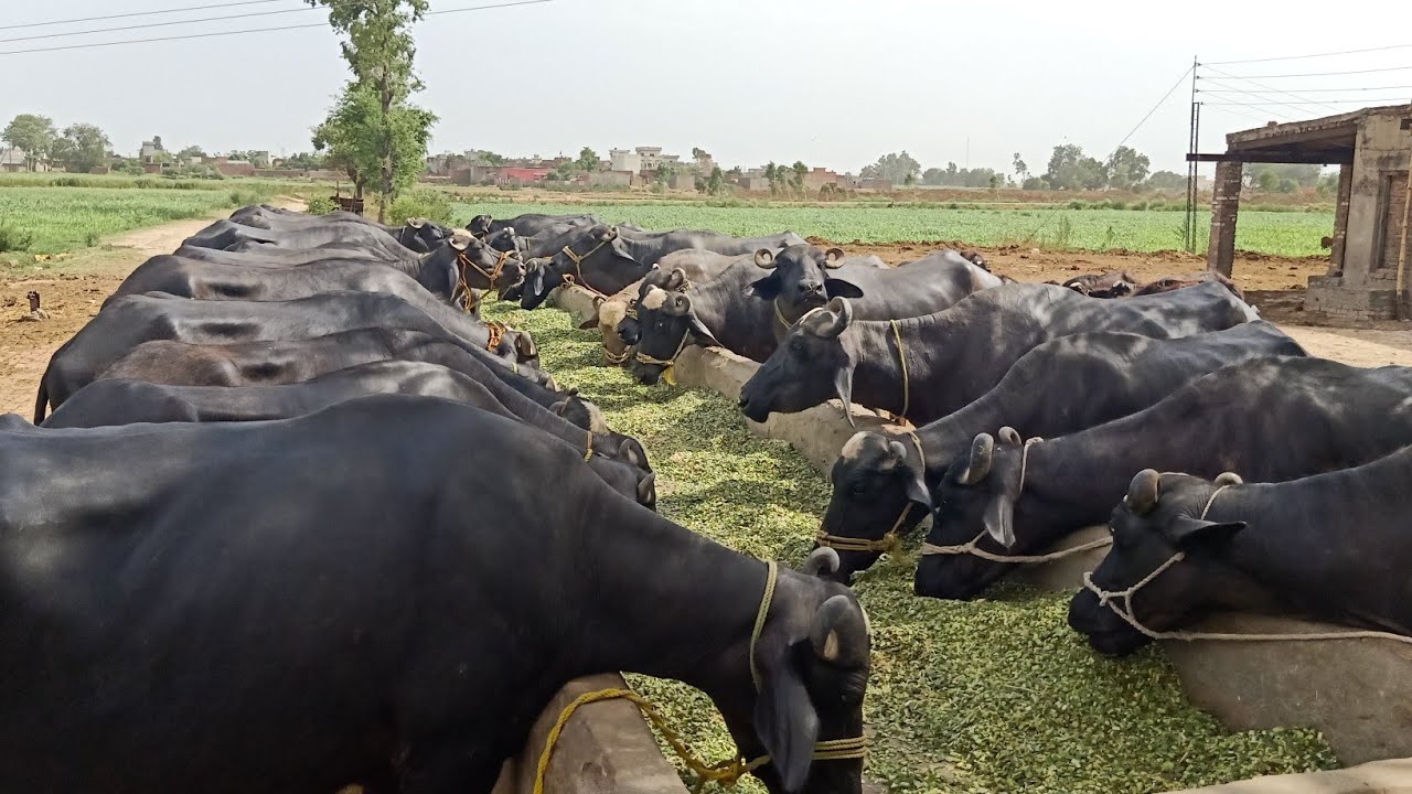 China allows buffalo embryos import from specific regions of Pakistan