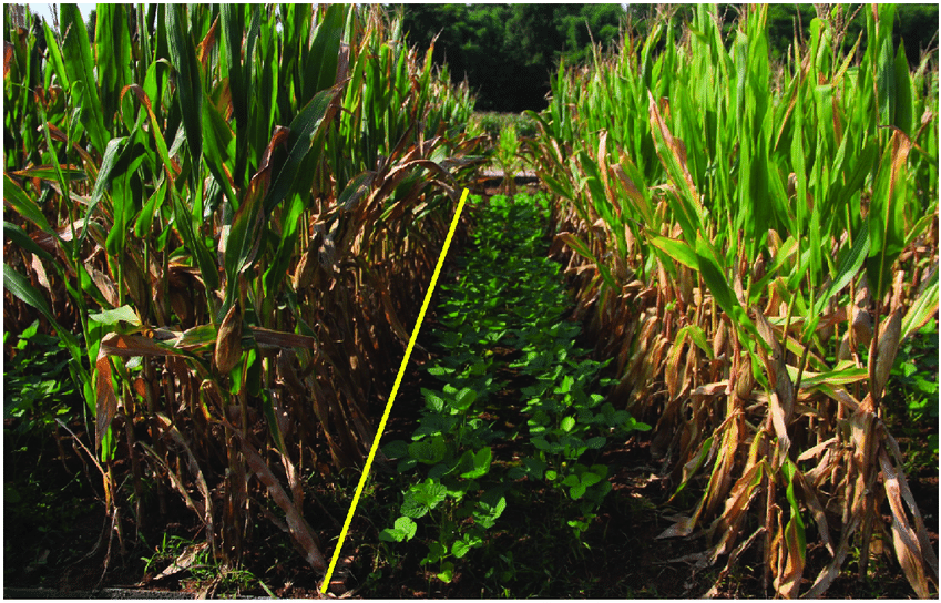 Chinese inter-cropping technology upgrading agricultural practices in Pakistan