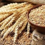 Passco continue operations to procure 75000 ton wheat in Burewala zone, says zonal head