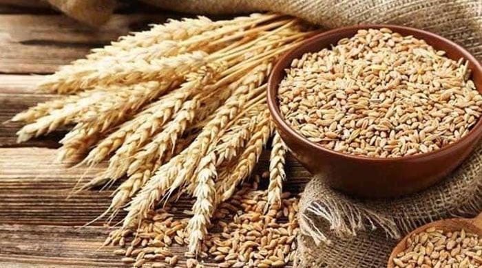 Passco continue operations to procure 75000 ton wheat in Burewala zone, says zonal head