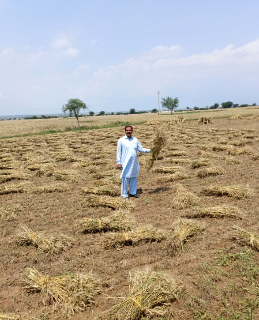 Climate change challenges Potohar farmers’ livelihood