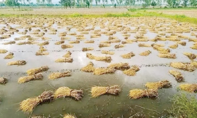 Torrential rains affect wheat crop, fruits orchards in KP
