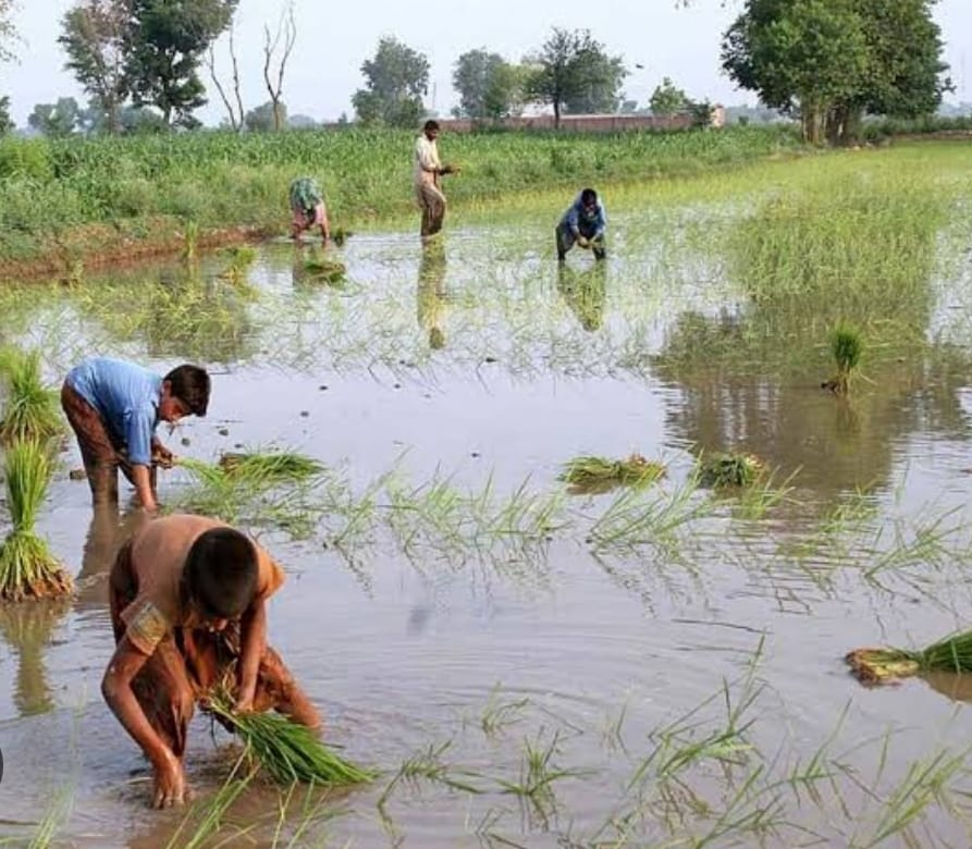 Rice exporters organize medical camps for agri-families, farmers