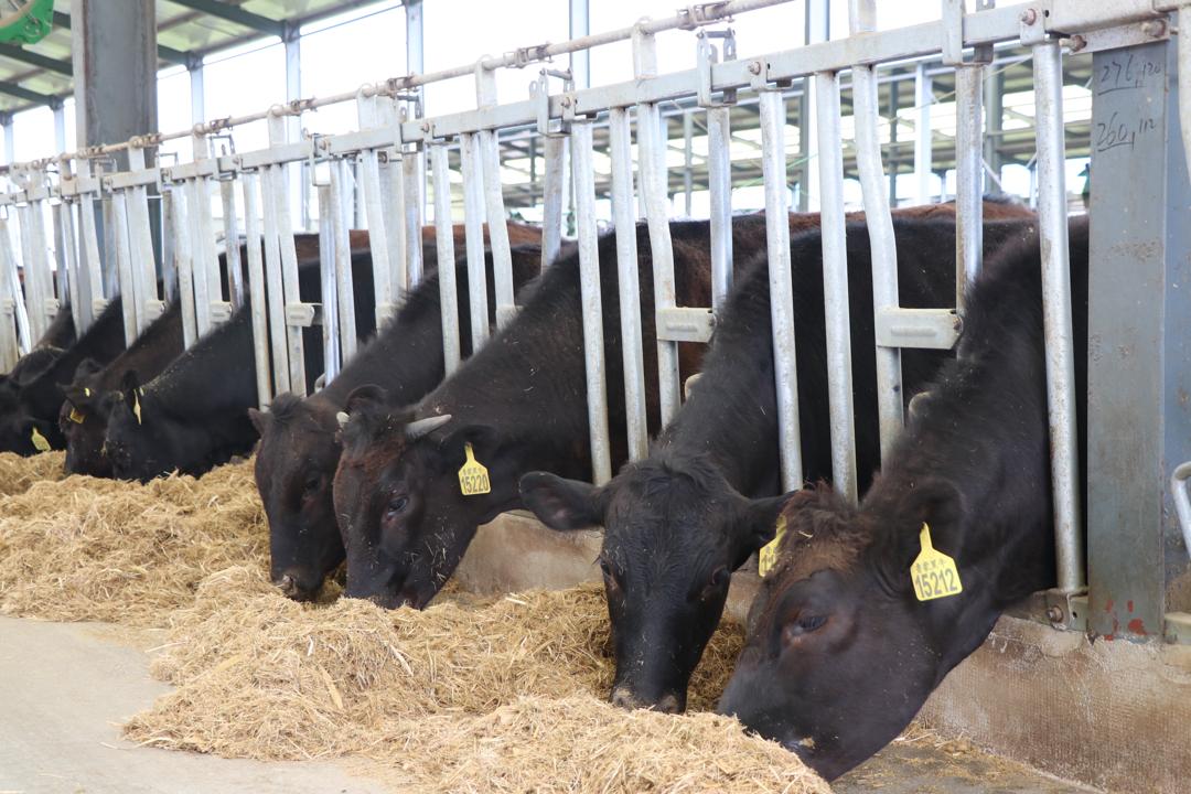 Beef industry ignites rural revitalization in Yangxin of China's Shandong province