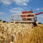 Farmers advised to adopt pre, post harvest management for wheat crop