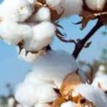 Steps under way for expediting cotton cultivation