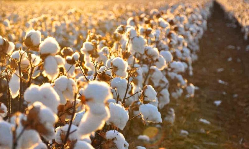 cotton cultivation