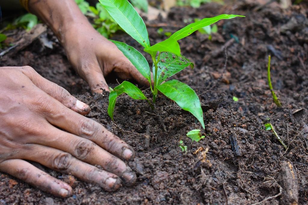 Motorway-5 officials planted a sapling in Khanewal