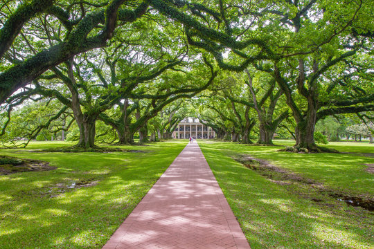 Plantation of canopy trees vital to control temperature, air pollution