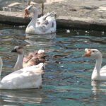 A beautiful view of ducks swimming in the pond at Rani bagh