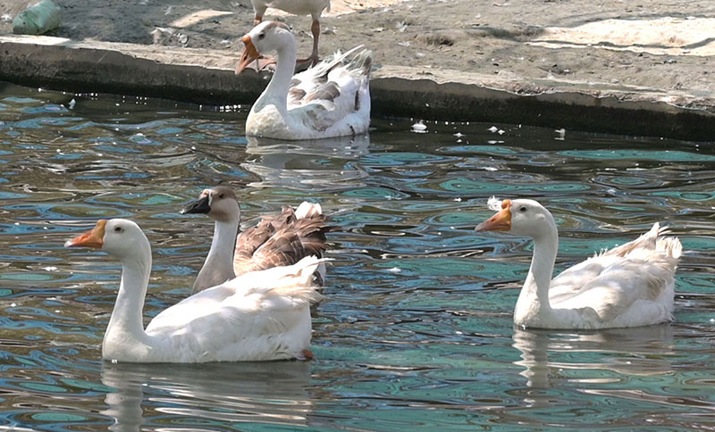 A beautiful view of ducks swimming in the pond at Rani bagh