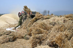 Farmer busy in threshing wheat crop in his field at Gorla.