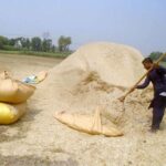 A farmer busy in filling bags with chaff (husk from wheat) after threshing wheat crop in his field