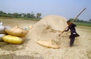A farmer busy in filling bags with chaff (husk from wheat) after threshing wheat crop in his field