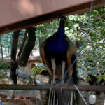 A beautiful view of Peacock at Lake View Park in the Federal Capital
