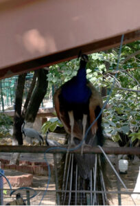A beautiful view of Peacock at Lake View Park in the Federal Capital