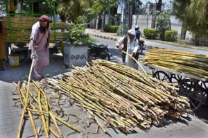 Vendors busy in cleaning sugarcane for sugarcane juice at their roadside setup in Federal Capital.