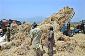 Farmer busy in threshing wheat crop in his field at Gorla.