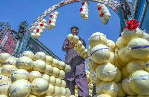 A labourer busy in displaying seasonal fruit melon on truck at Islamabad Fruit and Vegetable Market.