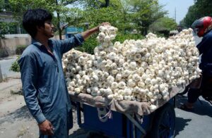 A vendor displaying Garlic to attract the customers at roadside setup.