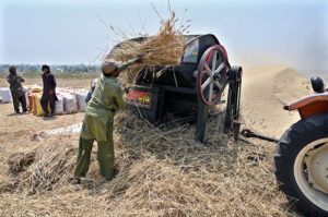 Farmer busy in threshing wheat crop in his field at Gorla.