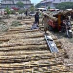 A labourer busy in loading sugarcane on vehicle at Vegetable and Fruit Market