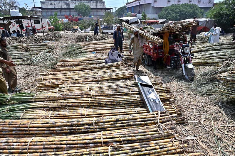 A labourer busy in loading sugarcane on vehicle at Vegetable and Fruit Market