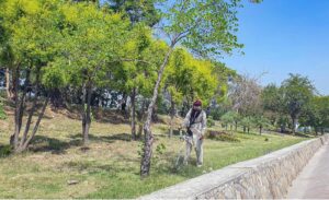 A CDA worker busy in cutting grass from roadside greenbelt along Islamabad Expressway.