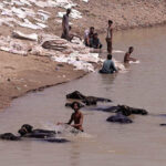 A villager bathing his buffaloes to get relief from hot weather in the city