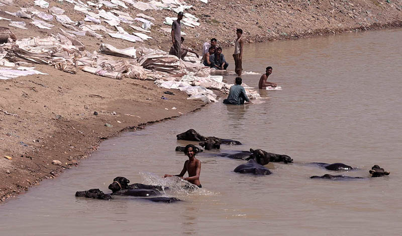 A villager bathing his buffaloes to get relief from hot weather in the city