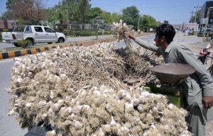 A vendor arranging and displaying garlic at Khayam Road to attract the customers.