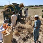 Farmers busy in threshing wheat crop in their field at Inqilab Road.