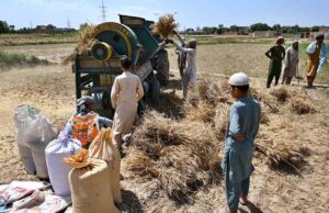 Farmers busy in threshing wheat crop in their field at Inqilab Road.