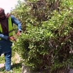 PHA staffer busy trimming plant on the green belt at roadside