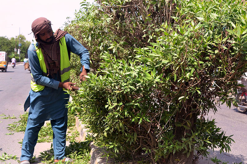 PHA staffer busy trimming plant on the green belt at roadside