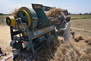 Farmers busy in threshing wheat crop in their field at Inqilab Road.