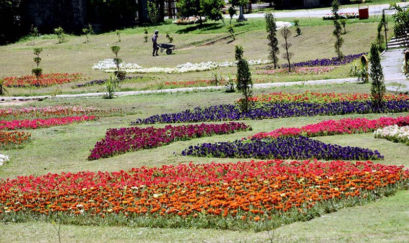 An attractive view of flowers blossoming and flourishing at F-9 Park in Federal Capital