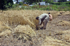 Farmer busy in threshing wheat crop in his field at Gorla.
