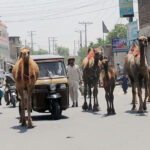 Camels freely walk in the middle of the road creating hurdles in the traffic flow