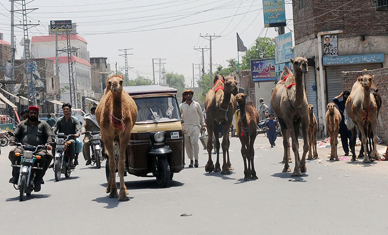 Camels freely walk in the middle of the road creating hurdles in the traffic flow