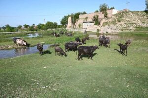 A herd of buffaloes grazing near a local stream at Musazai area.