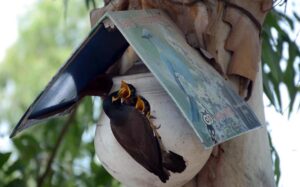 A Myna feeding her chicks during hot day in the city.