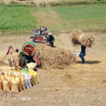 Farmers are busy wheat threshing at their field.