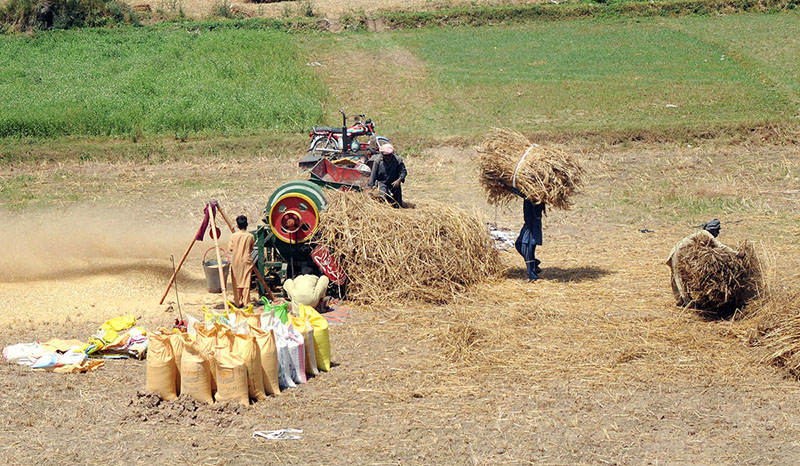 Farmers are busy wheat threshing at their field.