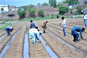 Farmers are busy in sowing cotton seeds in their field.