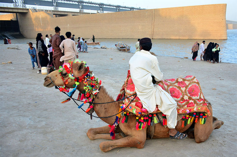 A camel holder sitting with his camel waiting for customers at dry area bank of Indus River.