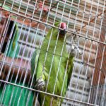 A woman vendor waiting for customers to sell parrot at Goods Naka Road