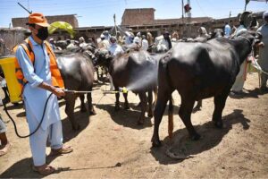 Livestock staffers disinfecting animals in the animal market at Ring Road for precautionary measures to prevent Congo virus.