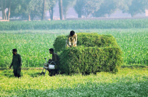 Farmers loading fodder for animals after cutting from their farm field.